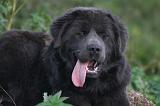 DOGUE DU TIBET 614